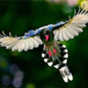 Meet your Posher, Ford